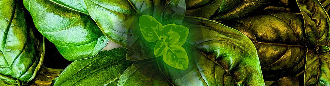 2024 Farmers' Markets and Summer Events - Greco Greens