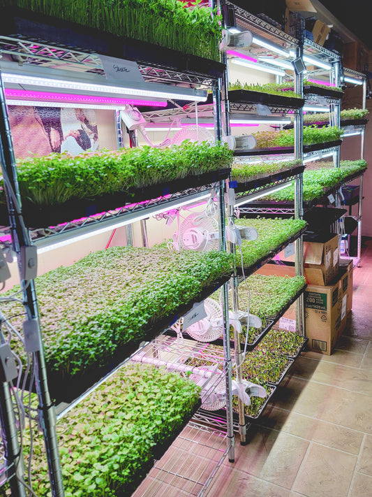 Get Ready for Market Season! Your Complete Guide to Greens in the Summer!