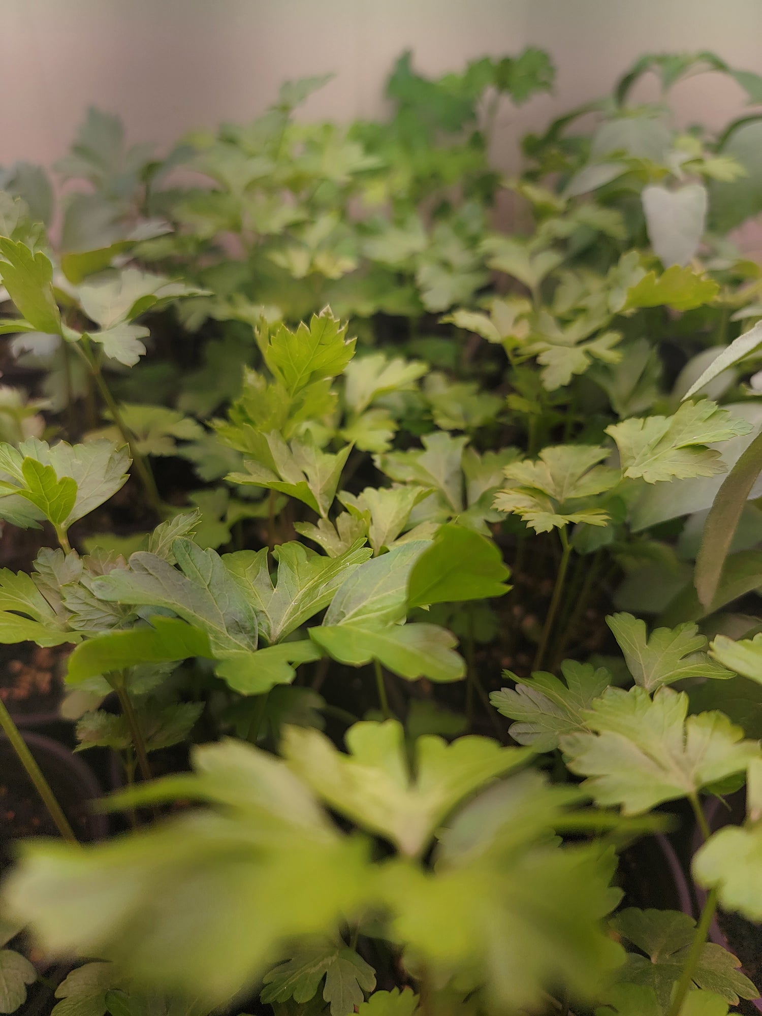 Greco Greens microgreen farm baby Italian parsley