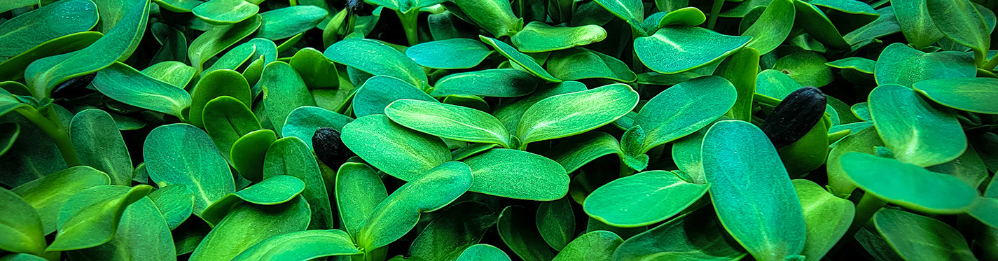 greco greens Sunflower Microgreens near me