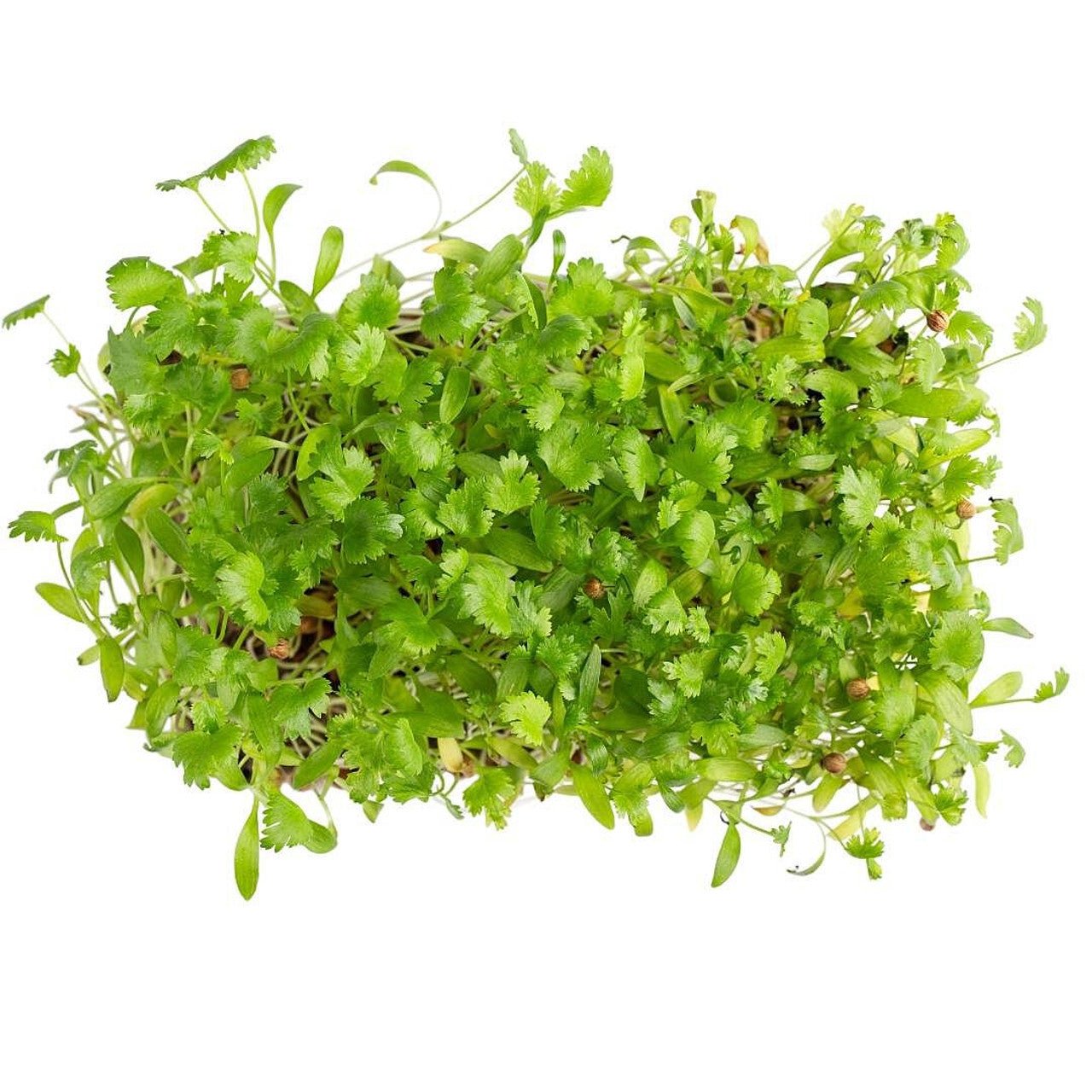 Cilantro Microgreens - Wholesale - Greco Greens