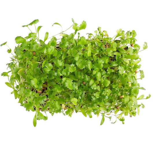 Cilantro Microgreens - Wholesale - Greco Greens