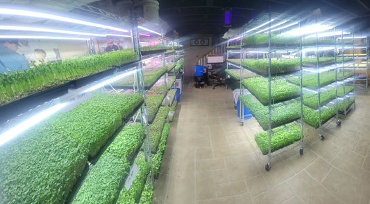 What will you do when you run out of microgreens?