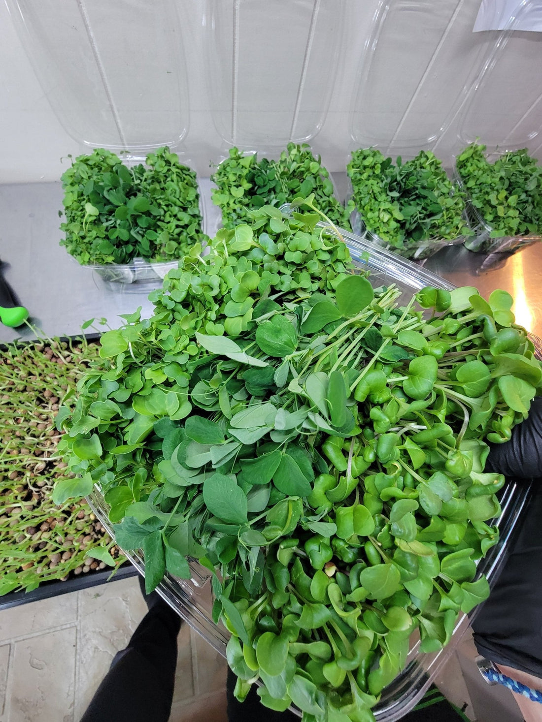 Microgreens, Winter Greens, and Everything in Betweens - Greco Greens