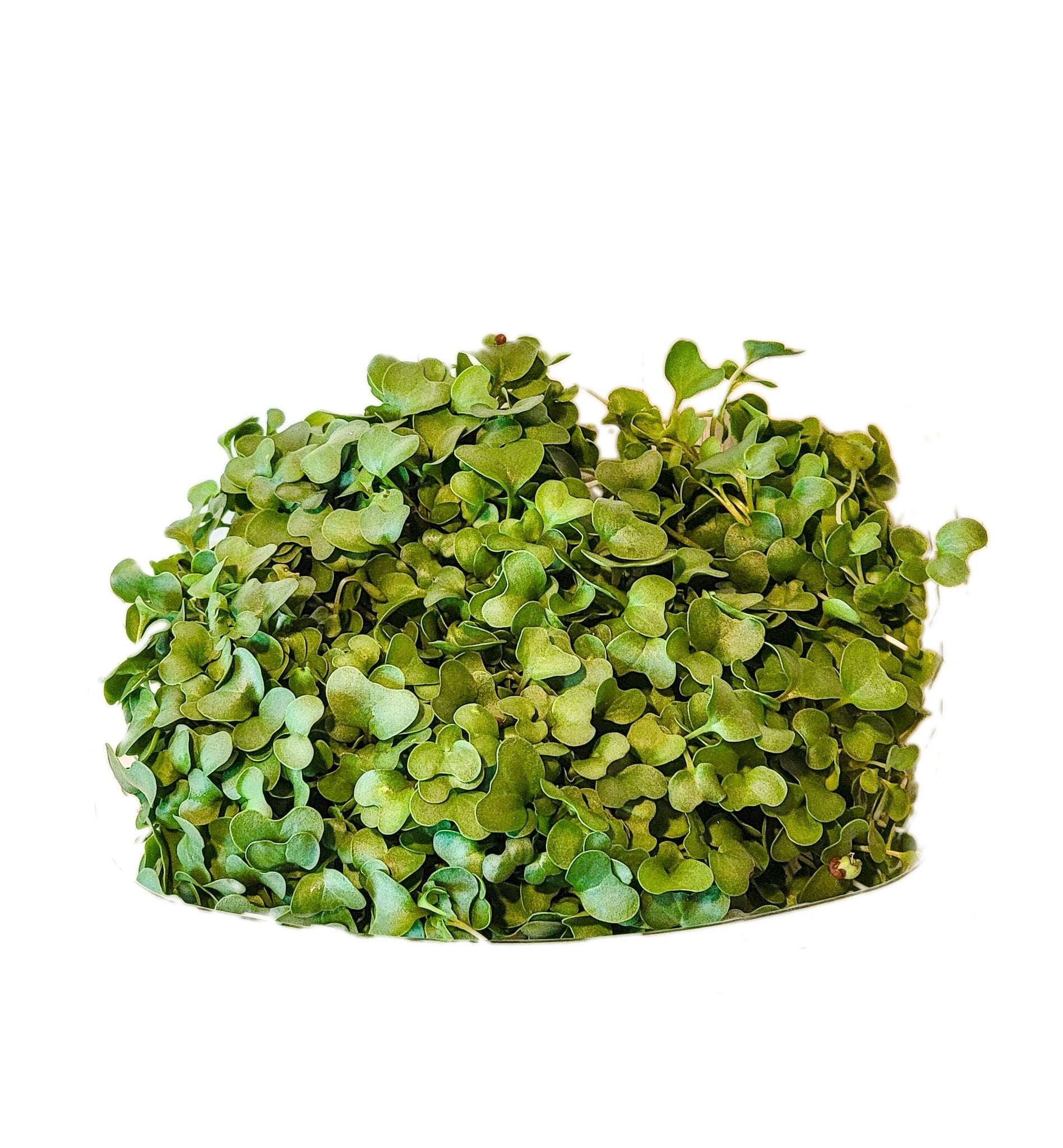 Broccoli Microgreens - Wholesale - Greco Greens