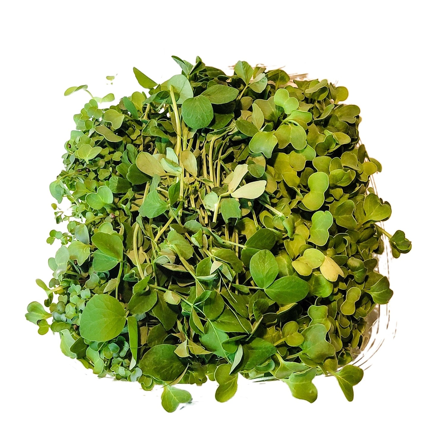 Hi-Vibe Microgreens (wholesale) - Greco Greens