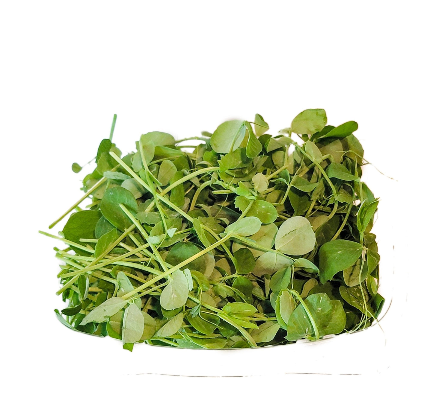 Pea Shoots - My Store