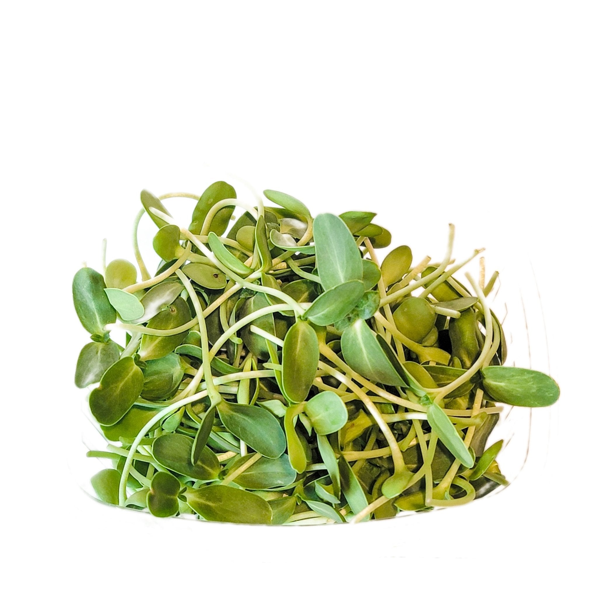 Sunflower Microgreens – Greco Greens